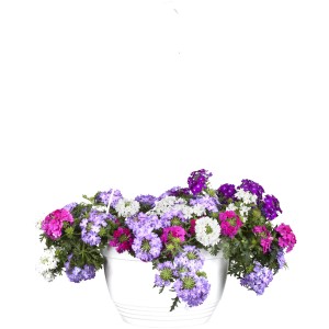 Hängende Verbene (Verbena Hybride) in Ampel, verschiedene Farben.