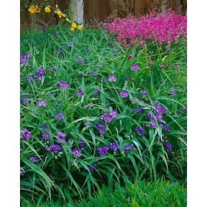 Tradescantia 'Valour' (Dreimasterblume) mit violetten Blüten im Beet, ca. 9x9 cm Topf.