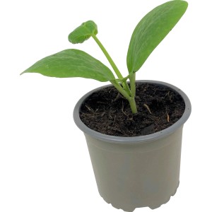 Junge, weiße Zucchini-Pflanze im Topf (ca. 9 cm Ø).