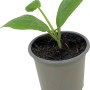 Junge, weiße Zucchini-Pflanze im Topf (ca. 9 cm Ø).