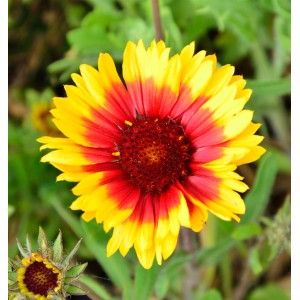 Nahaufnahme einer gelb-roten Korkadenblume (Gaillardia aristata) der Sorte Kobold.