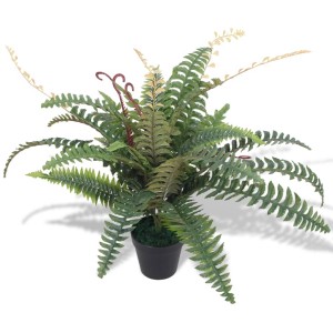 korbmarante orbifolia kaufen Korbmarante kaufen - Calathea Orbifolia Zimmerpflanze Ø:21 H:70 cm