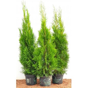 Drei Thuja Smaragd Heckenpflanzen im Topf, 80-100 cm hoch, immergrün und ideal für den Sichtschutz.