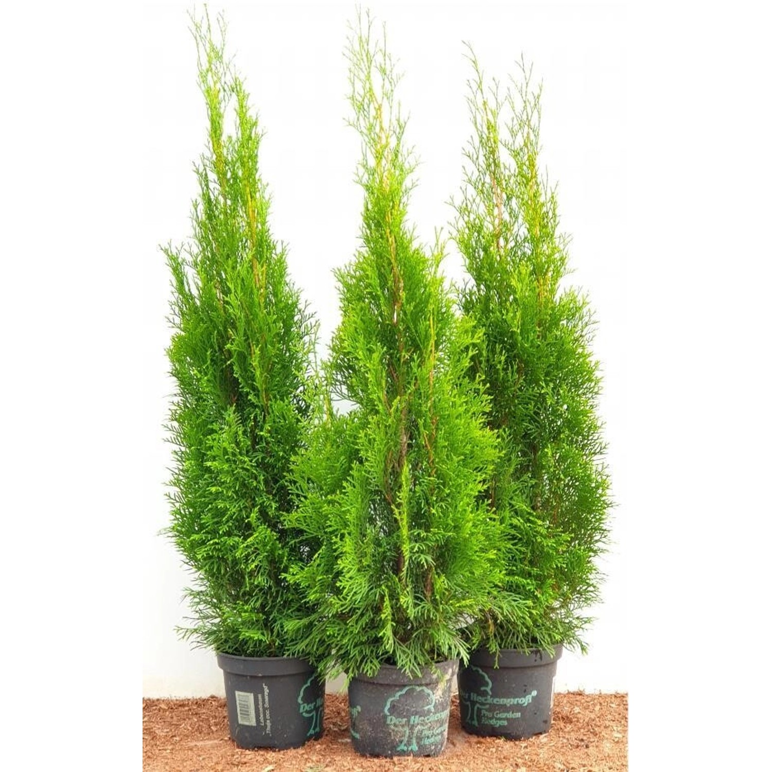 Thuja occidentalis 'Smaragd' 80-100 cm 5 Liter Container günstig online kaufen