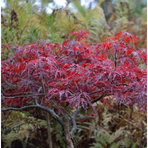Japanischer Schlitzahorn 'Red Dragon' mit tiefroten Blättern, ca. 80-100cm hoch.