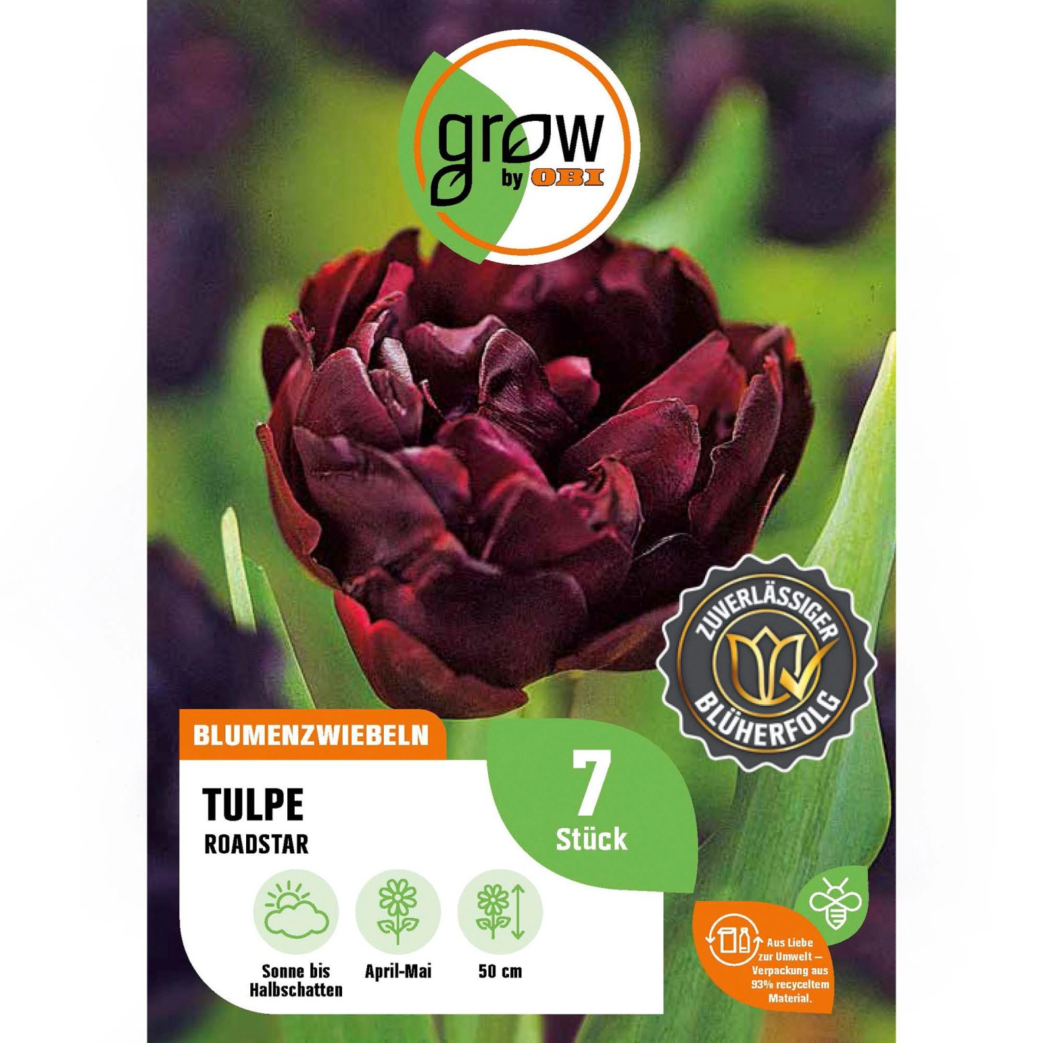 GROW by OBI Tulpe Roadstar Lila-Weiß 7 Stück Tulipa triumph Fontainebleau günstig online kaufen