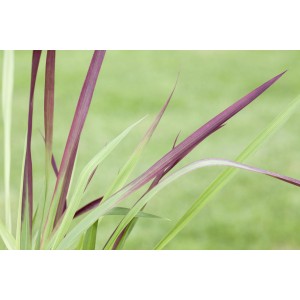 Detailaufnahme des rotbraunen Japanischen Blutgras Red Baron im Topf von GROW by OBI.