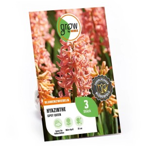 GROW by OBI Hyazinthe Gipsy Queen Orange 3 Stück Hyacinthus orientalis