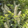 Blühender Portugiesischer Kirschlorbeer Angustifolia mit weißen Blüten.