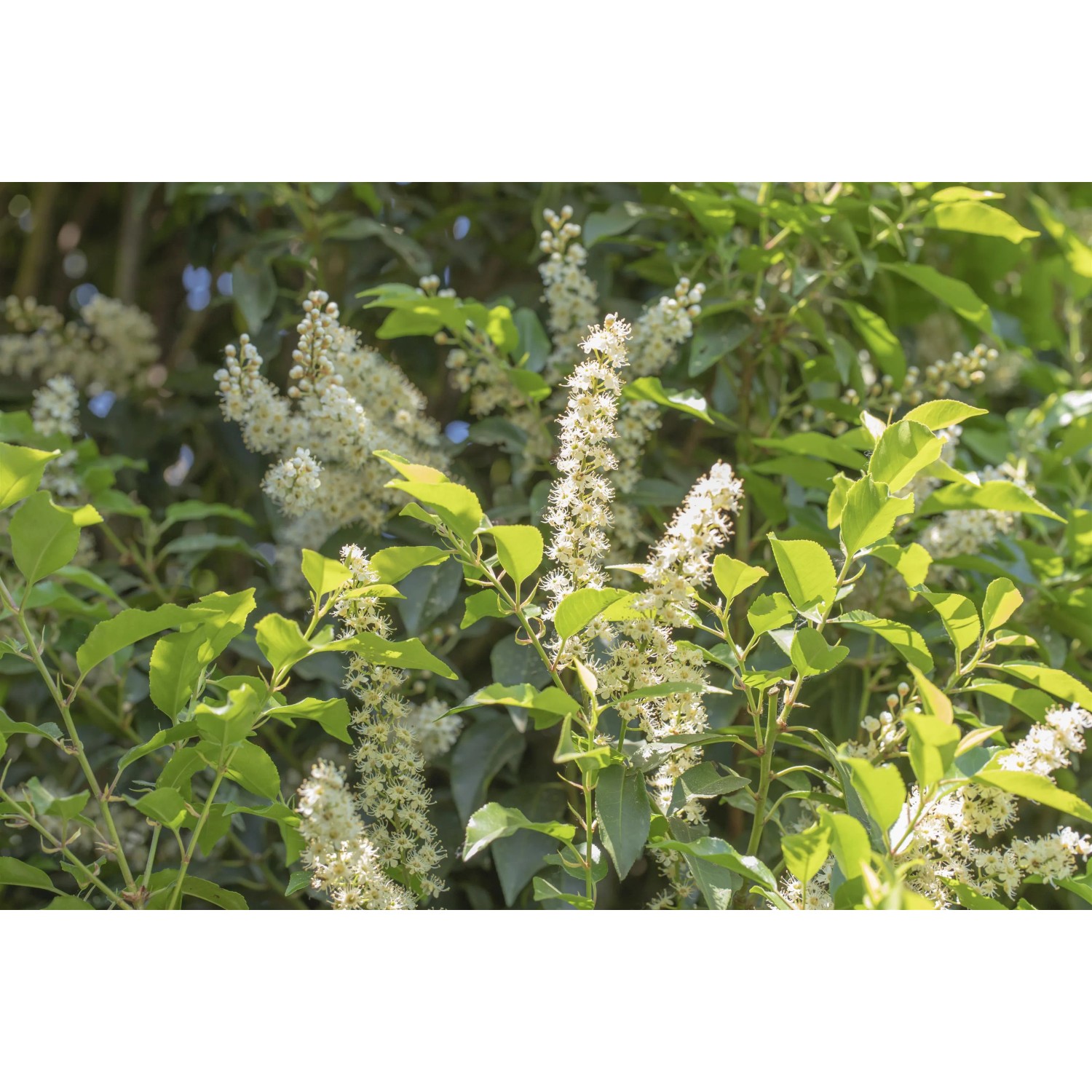 Blühender Portugiesischer Kirschlorbeer Angustifolia mit weißen Blüten.