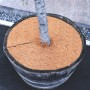 Aquagart Kokos-Mulchscheibe (60cm) im Pflanzkübel zum Schutz vor Frost und Kälte.