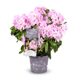 Rosa Rhododendron Dufthecke® im Topf, ca. 30-40 cm hoch, mit zarten Blüten.