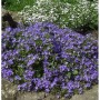 Blühende Monte Gargano Glockenblume (Campanula garganica) mit violetten Blüten im Garten.
