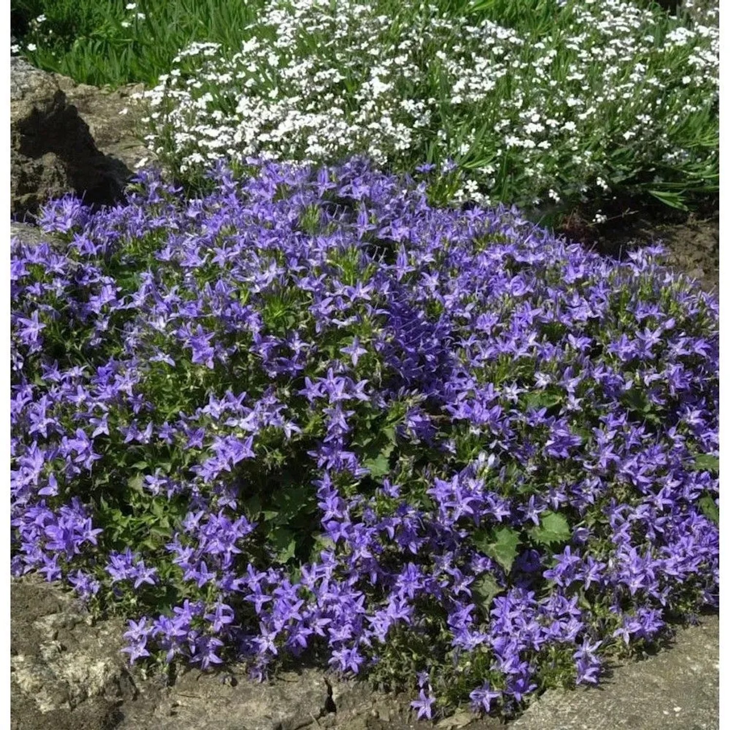 Blühende Monte Gargano Glockenblume (Campanula garganica) mit violetten Blüten im Garten.