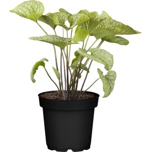 Kaukasus-Vergissmeinnicht (Brunnera) im Topf, grüne Blätter mit silberner Zeichnung. Weitere Stauden von GROW by OBI.