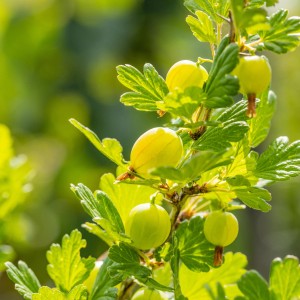 Nahaufnahme einer grünen, reifen Bio-Stachelbeere (Ribes uva-crispa) am Strauch.
