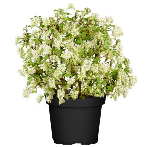 Johannisbeere 'Johannie Whitenow' im Topf, weiße Blüten, ca. 40-60 cm hoch.