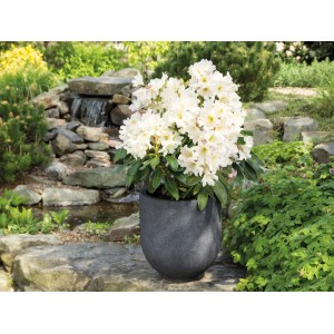 Weißer Rhododendron Dufthecke® im Topf vor Gartenkulisse mit Wasserfall. Elegante Gartenpflanze.