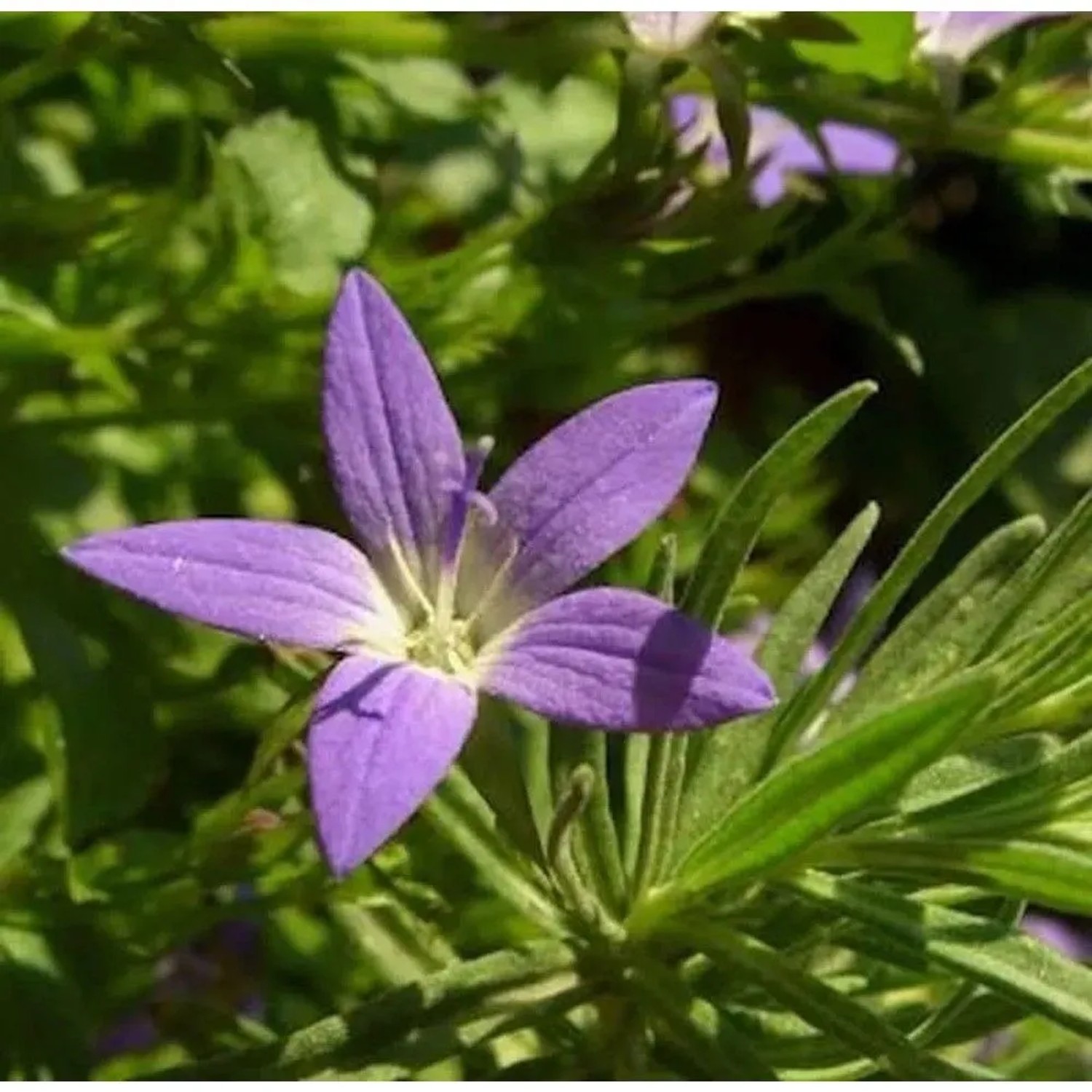 Glockenblume Blauranke - Campanula poscharskyana