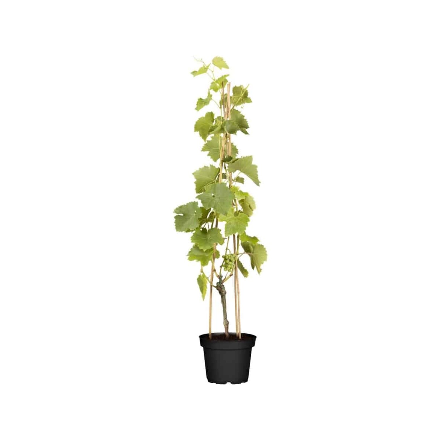 Vitis Vinifera Lakemont Weinrebe Kernlos 80–100 cm günstig online kaufen