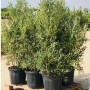Winterharter Olivenbaum Olea Europaea, 140-160 cm hoch, im Topf auf Palette.
