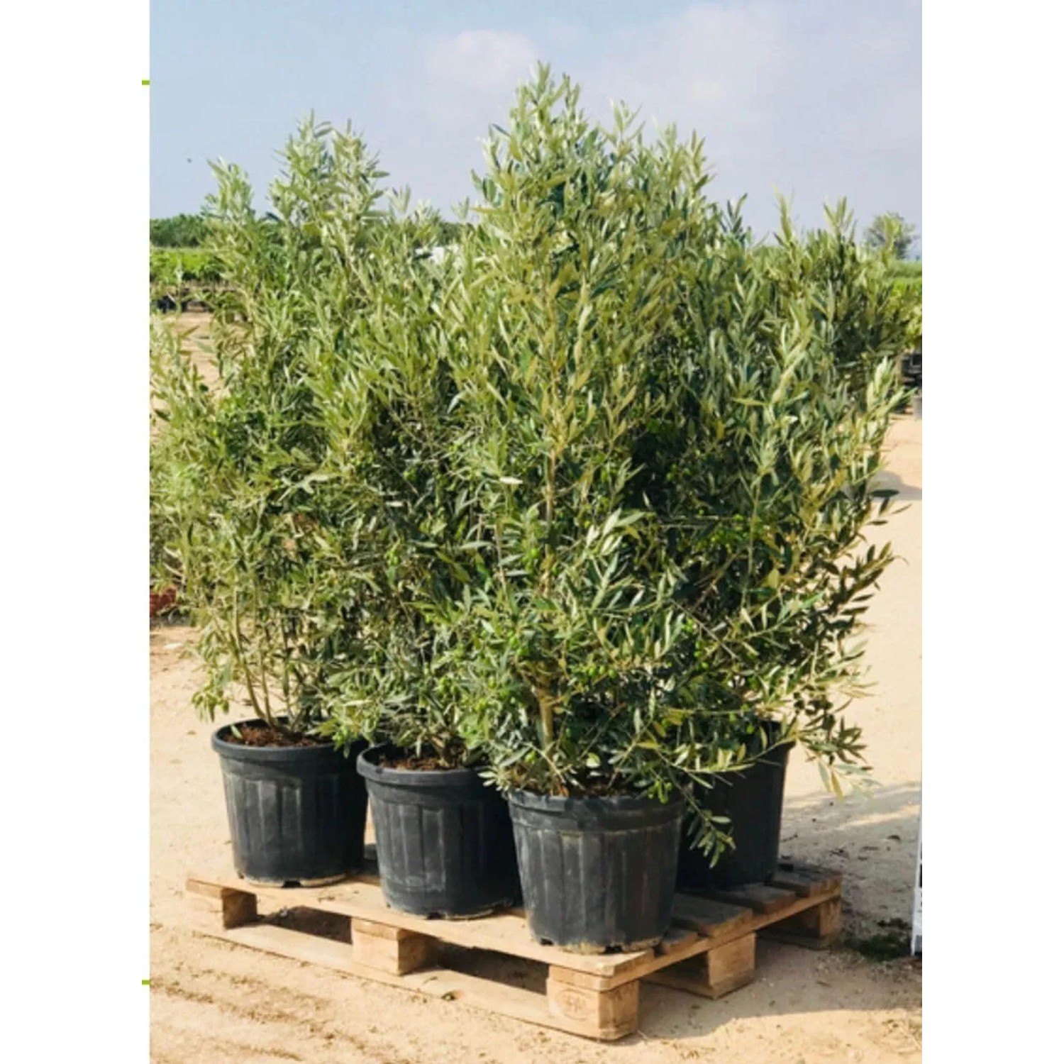 Sunny-Tree Winterharter Olivenbaum Olea Europaea 140-160 cm im Topf -18C  kaufen bei OBI