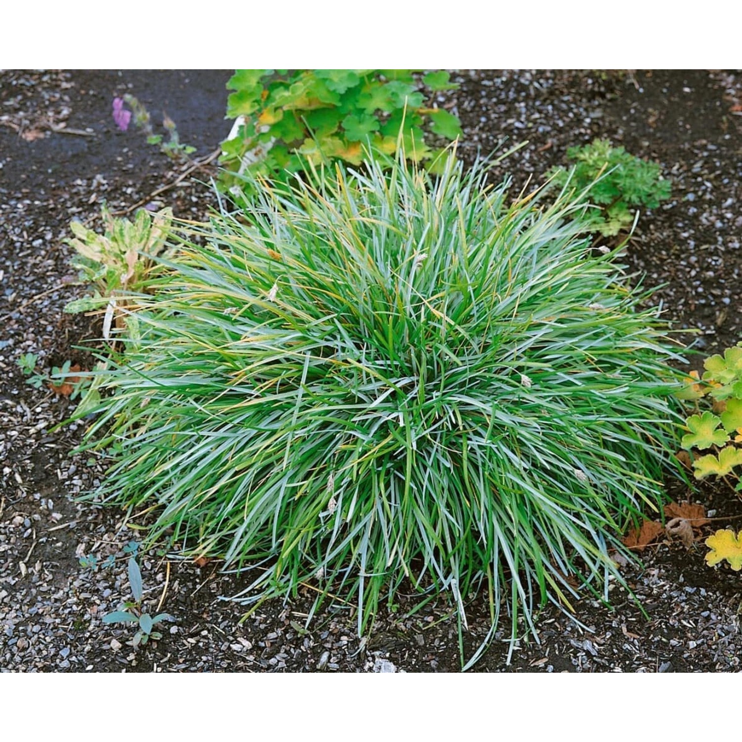 Sesleria Caerulea Blaugras Ca. 9x9 cm Topf günstig online kaufen