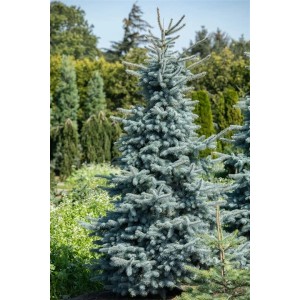 Silberblaue Blautanne Hoopsii (50–60 cm) im Garten, Picea Pungens als Hausbaum.