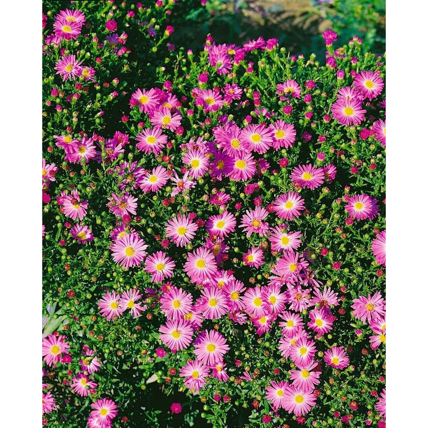 Aster Novi-belgii Rosenhügel Glattblattaster Ca. 11x11 cm Topf günstig online kaufen