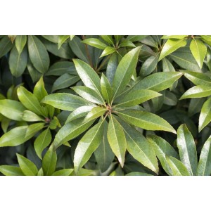Nahaufnahme der grünen Blätter der Japanischen Lavendelheide (Pieris Japonica Cupido).