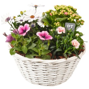 Sommerliches Pflanzenarrangement im weißen Korb, bepflanzte Schale mit Petunien, Margeriten und Flammendem Käthchen.