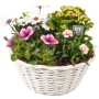 Sommerliches Pflanzenarrangement im weißen Korb, bepflanzte Schale mit Petunien, Margeriten und Flammendem Käthchen.