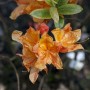 Leuchtend orange-gelber Rhododendron Austrinum Strauch, ca. 60-70 cm hoch.