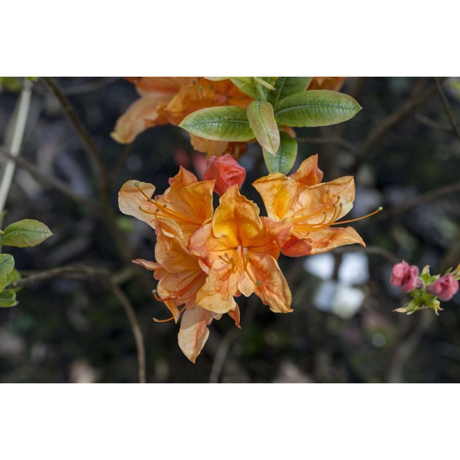 Rhododendron Austrinum Gelb-Orange 60–70 cm günstig online kaufen