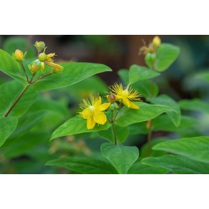 Blühendes Johanniskraut (Hypericum Perforatum) im 9x9 cm Topf. Gelbe Blüten und grüne Blätter.