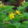 Blühendes Johanniskraut (Hypericum Perforatum) im 9x9 cm Topf. Gelbe Blüten und grüne Blätter.