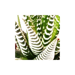 Zebra-Haworthie 'Big Band' im 5,5cm Topf. Sukkulente mit markanten, weißen Streifen.