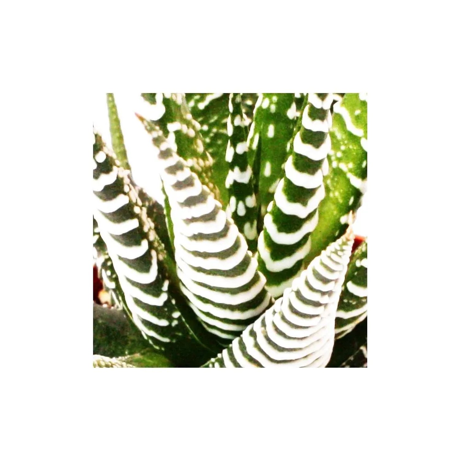 Zebra-Haworthie 'Big Band' im 5,5cm Topf. Sukkulente mit markanten, weißen Streifen.