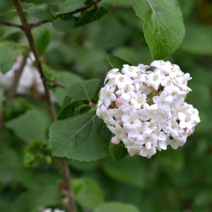Nahaufnahme des Koreanischen Duftschneeballs (Viburnum carlesii) mit weißen Blüten.