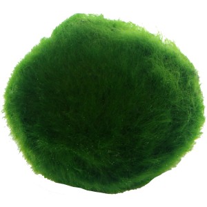 Grüner Algenball (Aegagrophila linnaei) im Detail, Aquariumpflanze für Nano-Aquarien.