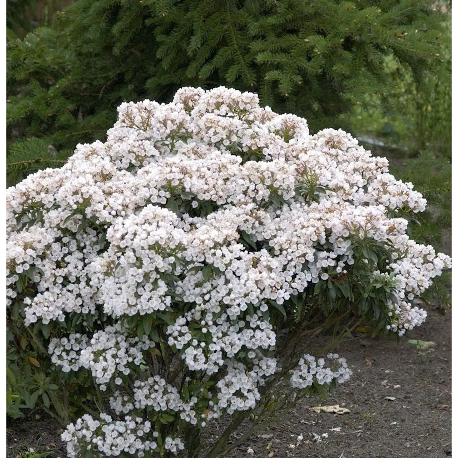 Großer Berglorbeer Zedbulon 15-20cm - Kalmia latifolia