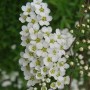 Nahaufnahme der weißen Blüten der Brautspiere (Spiraea arguta).
