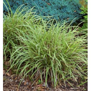 Oshima Segge 'Everillo' (Carex oshimensis) mit grün-gelben Blättern als Ziergras im Garten.