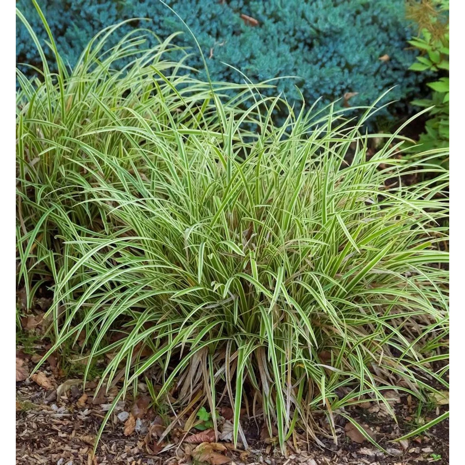 Oshima Segge Everillo - Carex oshimensis