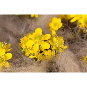 Kilikischer Winterling (Eranthis cilicica) im 9x9 cm Topf mit leuchtend gelben Blüten.