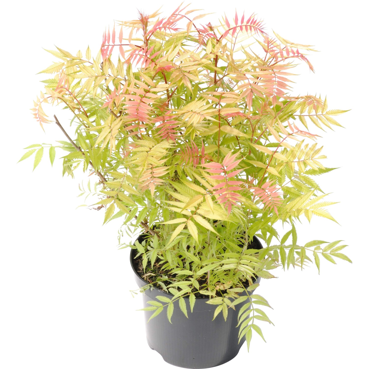 Niedrige Fiederspiere Sem Höhe ca. 30 - 40 cm Topf ca. 4 l Sorbaria sorbifo günstig online kaufen