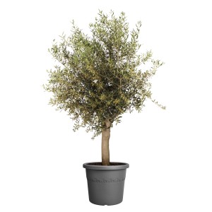 Elho Blumentopf Algarve Cilindro, Ø 48 cm, anthrazit, mit Olivenbaum bepflanzt.