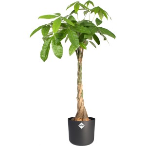 Elho Blumentopf B.For Soft Rund, Ø 29,5 cm, Anthrazit mit Geldbaum im Topf.