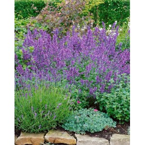 Blühende Katzenminze 'Walker's Low' (Nepeta) im Gartenbeet, lavendelblaue Blüten.