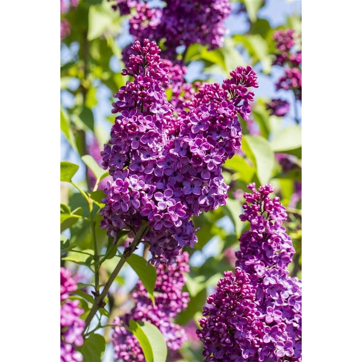 Syringa Vulgaris Flieder Sarah Sands 60-80 cm günstig online kaufen